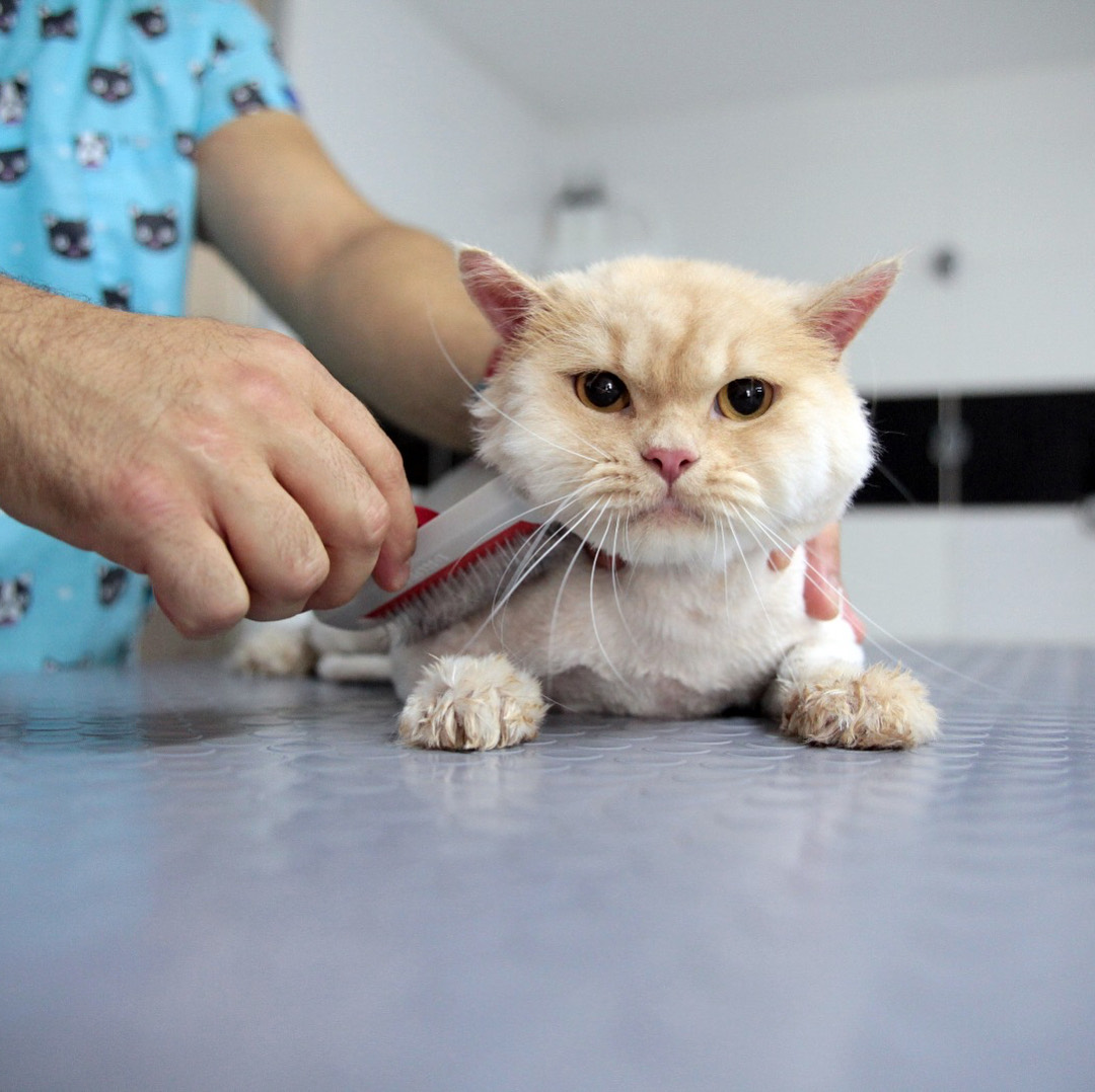 Kedi tarama ve tüy bakımı