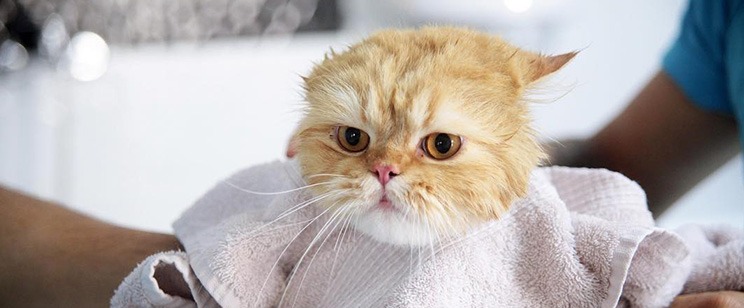Kedi banyo ve yıkama hizmeti