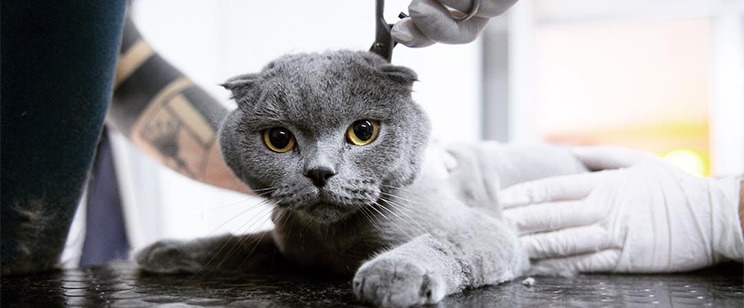 Profesyonel kedi makas tıraşı