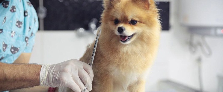 Pomeranian köpek makas tıraşı