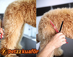Köpek tıraşı