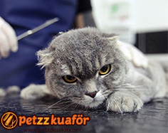 Makas ile kedi tıraşı