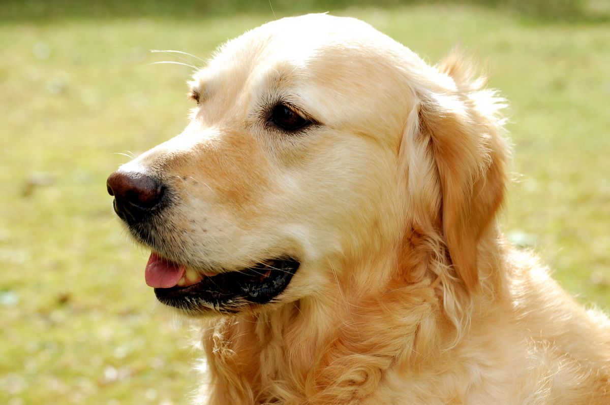 Golden Retriever baş portresi; kulak kanalını kapatan sarkık kulak