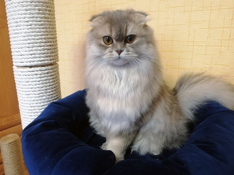 Tırmalama direğinin yanında oturan uzun tüylü Scottish Fold (Highland Fold)
