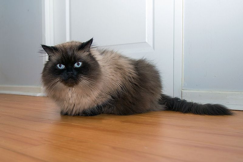 Parke üzerinde yatan koyu yüzlü, mavi gözlü Himalayan kedi