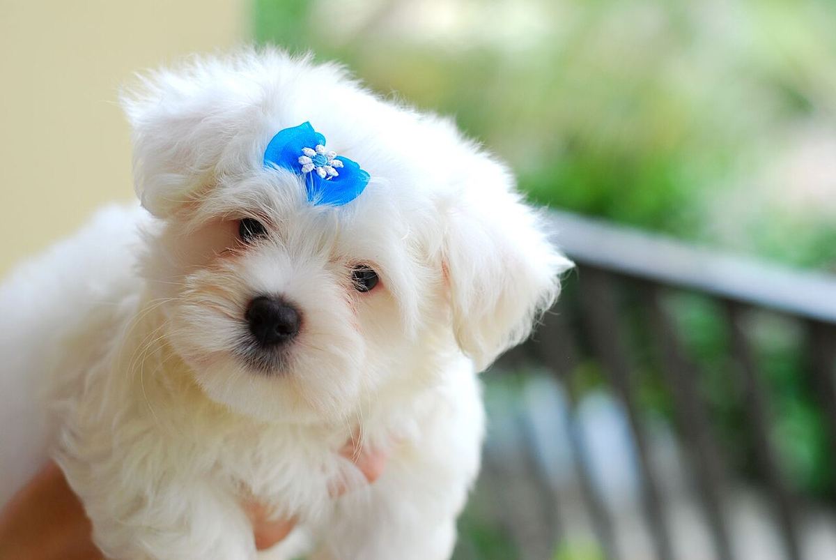 Başında mavi tokasıyla kucakta duran Maltese Terrier yavrusu