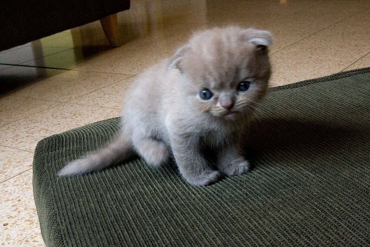 Minder üzerinde duran gri Scottish Fold yavrusu; kulakları kıvrılmış