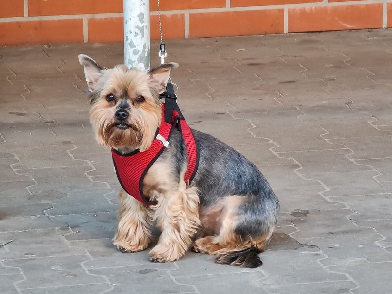 Göğüs askısıyla oturan kısa kesimli Yorkshire Terrier; gövde kısa, yüz tüyü bırakılmış