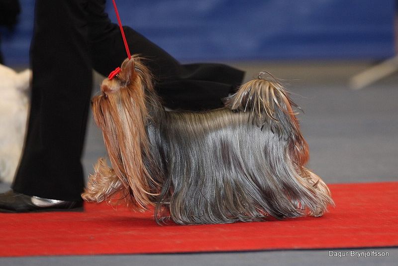 Kırmızı halı üzerinde yürüyen, yere inen uzun tüylü Yorkshire Terrier
