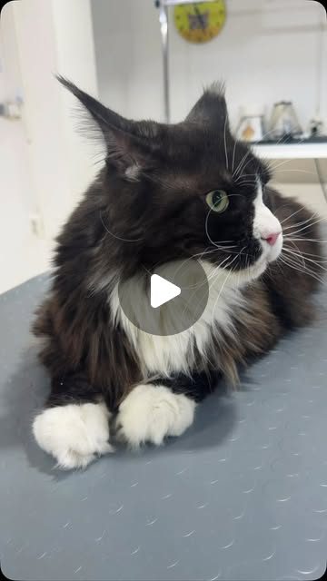 Siyah beyaz uzun tüylü bir Maine Coon, tıraş sonrası masada oturuyor