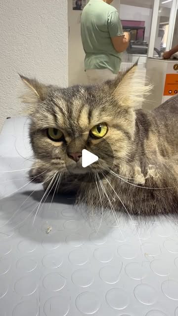 Uzun tüylü, tekir desenli bir kedi tıraş masasında